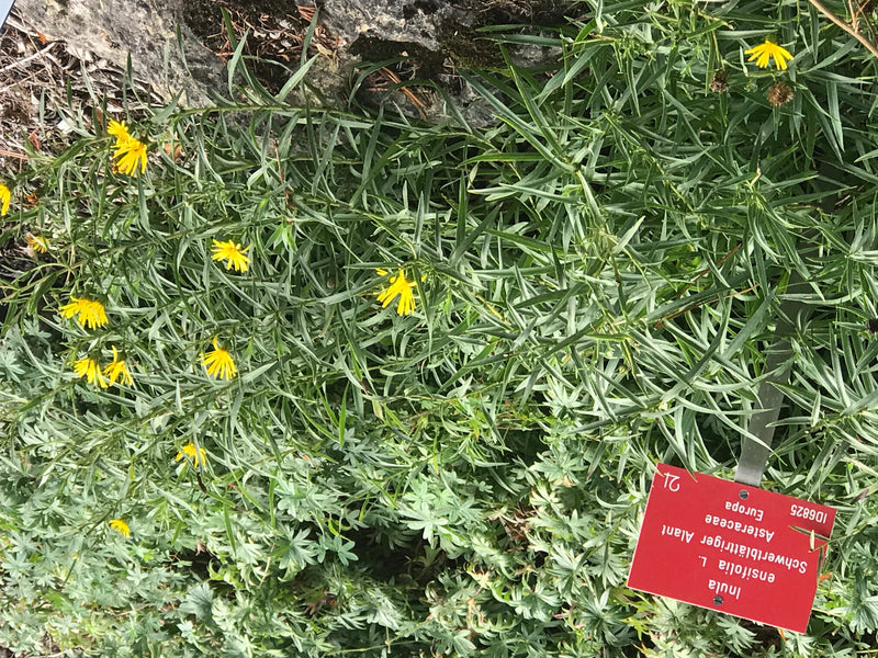 Schwertblättriger Alant — zdjęcie 1 z 1