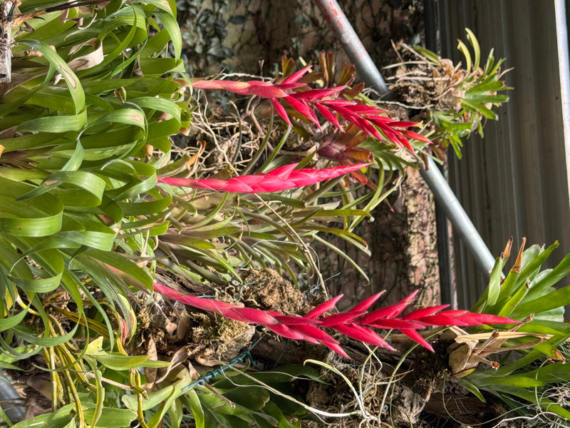 Schwertbromelien — zdjęcie 1 z 1