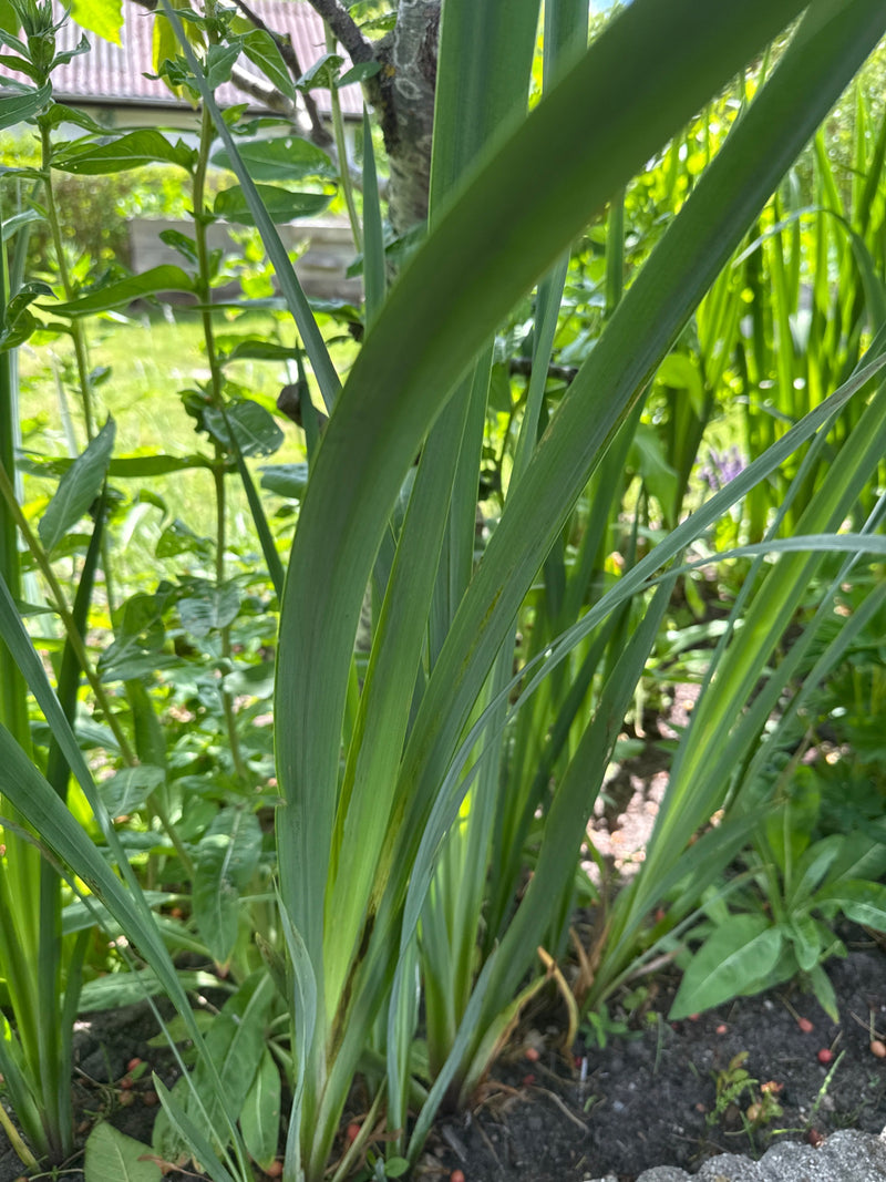 Irys (rodzaj) — Bild 1