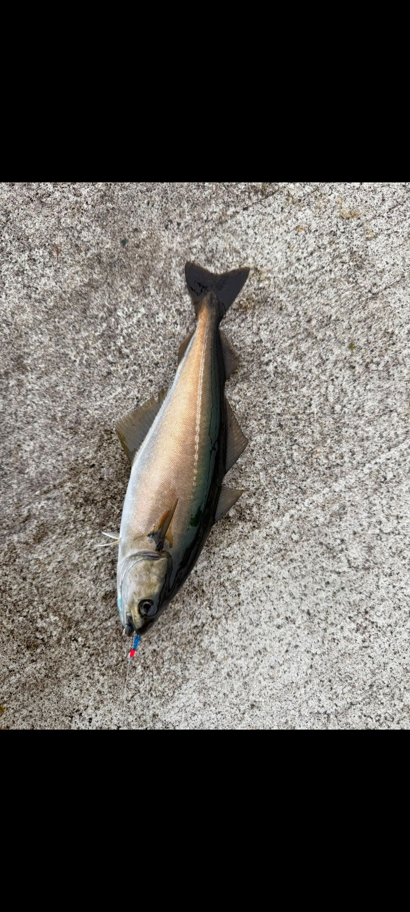 Pollock (palnik na węgiel drzewny) — Bild 1