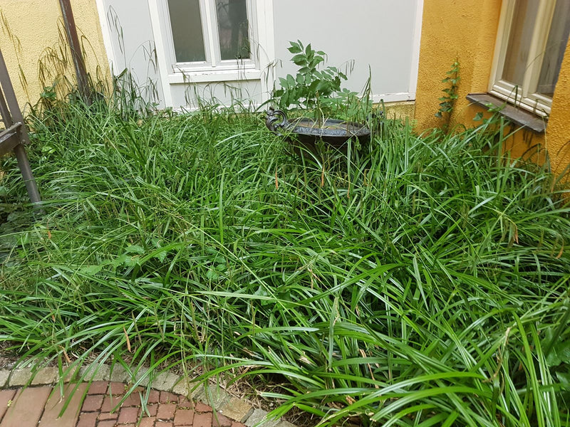 Zająca turzyca — Bild 1