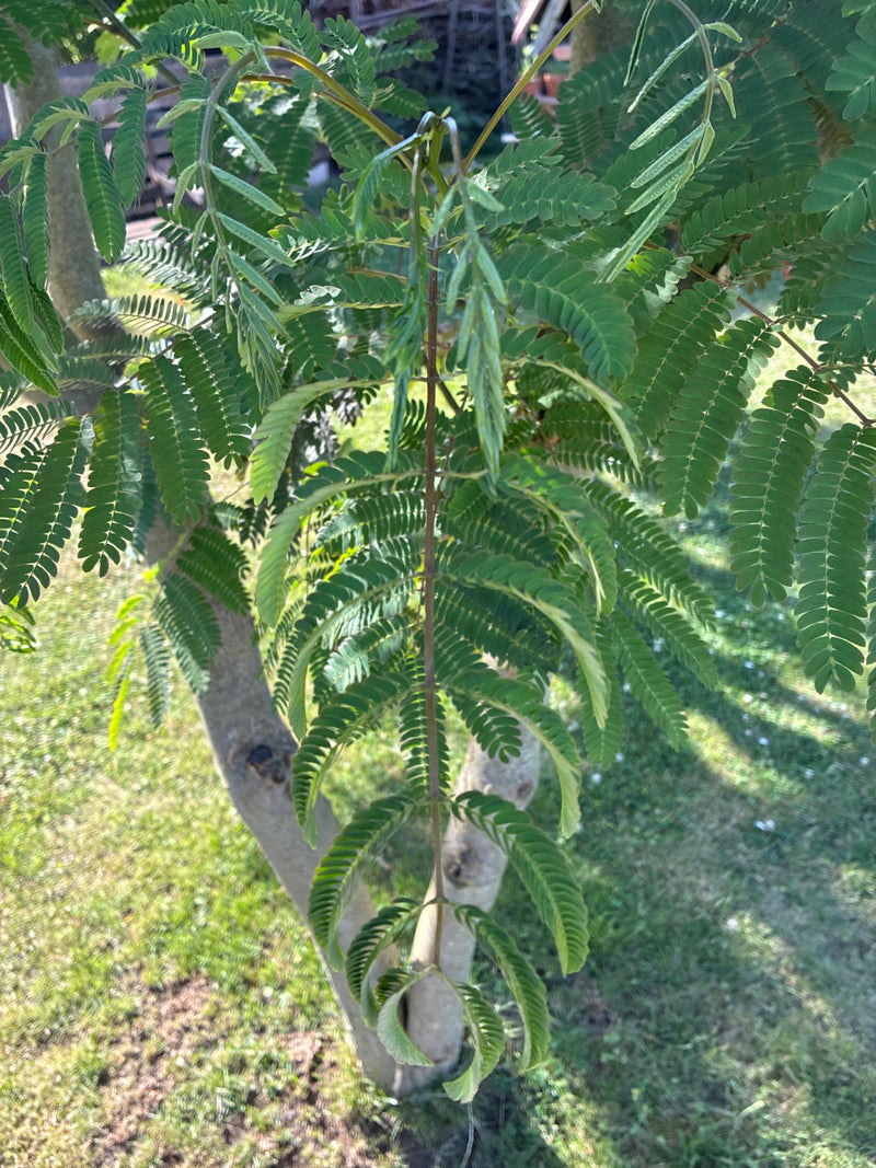 Jedwabne drzewo — Bild 1