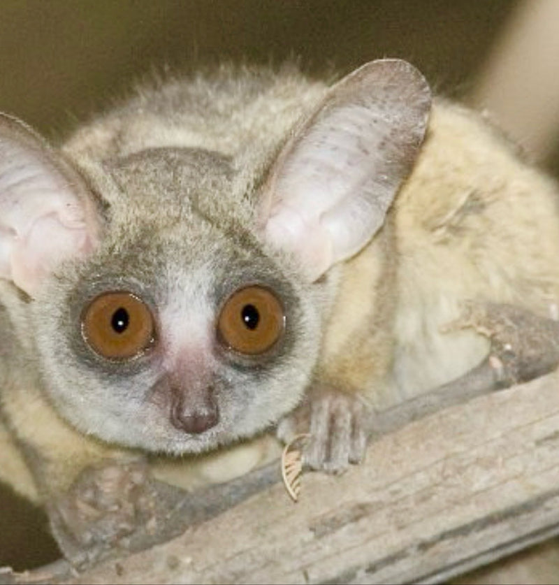Senegal-Galago — Bild 1