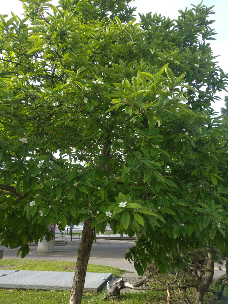 Magnolia Siebolda — Bild 1