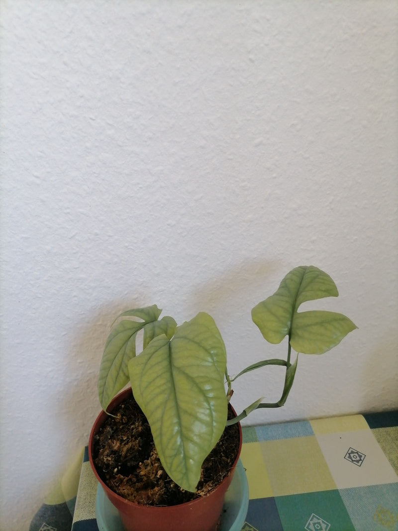 Filodendron „Pierścień Ognia” — Bild 1