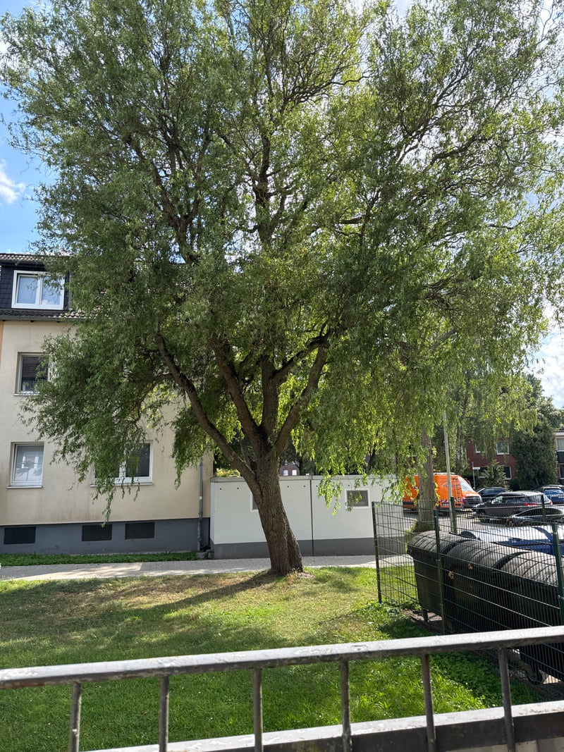 Widoczne jest duże drzewo liściaste z rozłożystą koroną i wąskimi liśćmi. Stoi ono na miejskim trawniku przed budynkiem mieszkalnym.