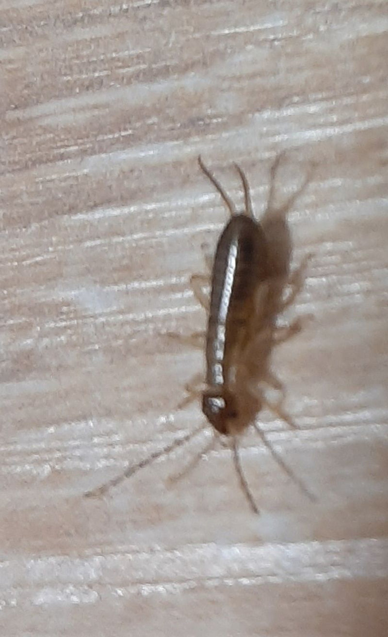 Rybik cukrowy pełza po jasnej powierzchni drewnianej. Podłużny, połyskujący owad jest dobrze widoczny.