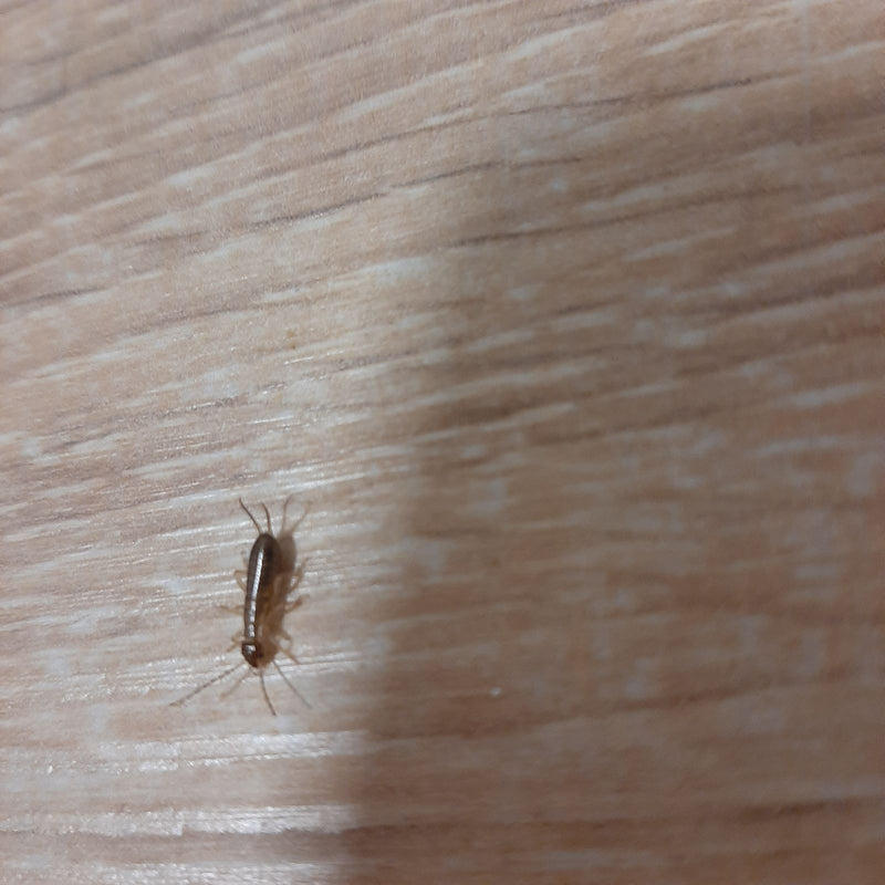 Rybik cukrowy porusza się po jasnej podłodze drewnianej. Mały owad jest dobrze widoczny.