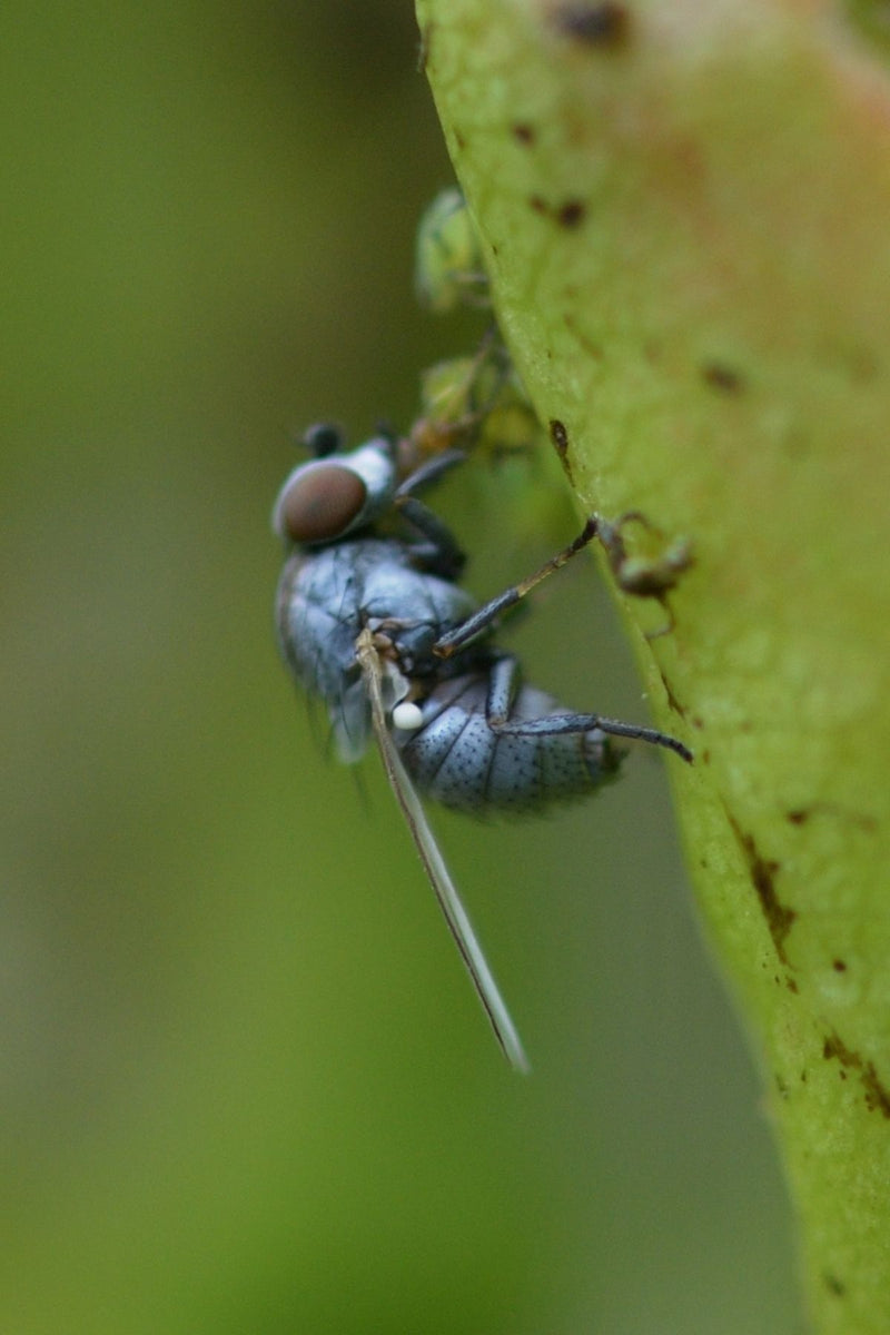 Mucha srebrzysta (rodzaj Leucopis ) — Bild 1