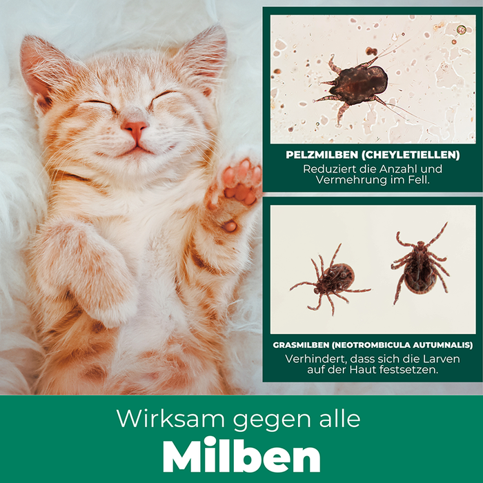 Silberkraft Milbenspray mit Text, der die hochwirksame Lösung gegen Milben bei Katzen hervorhebt.