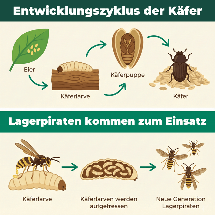 Silberkraft Lagerpiraten gegen Wollkrautbltenkfer Produkt Bilder