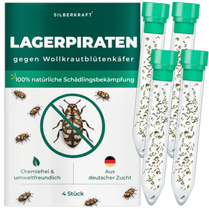 Silberkraft Lagerpiraten gegen Wollkrautblütenkäfer – natürliche Nützlinge zur Bekämpfung von Wollkrautblütenkäfern im Haushalt, chemiefrei, aus deutscher Zucht, 4 x 30 Lagerpiraten pro Röhrchen