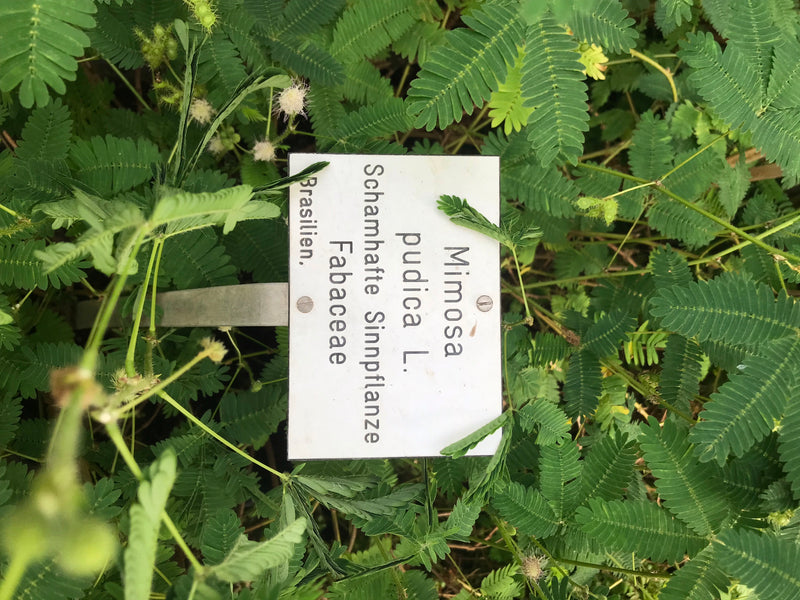 Zdjęcie przedstawia mimozę wstydliwą (Mimosa pudica) z charakterystycznymi pierzastymi liśćmi i małymi kwiatami na grządce. Widoczna jest również tabliczka z...