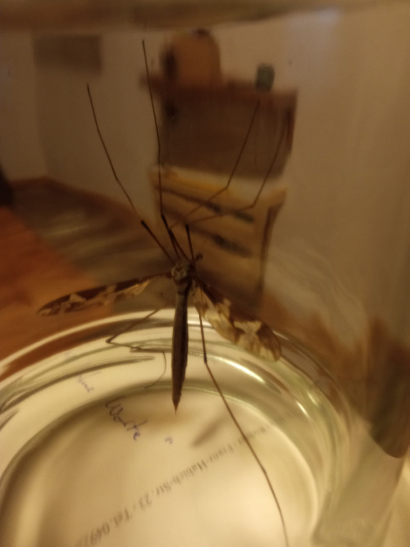 Skrypt Schnake — Bild 2