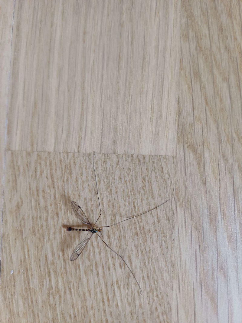 Skrypt Schnake — Bild 1