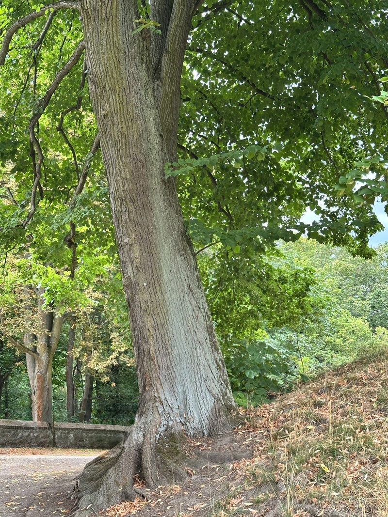 Widoczny jest mocny pień i korona dużej lipy przy drodze. Zielone liście rozciągają się nad zboczem.