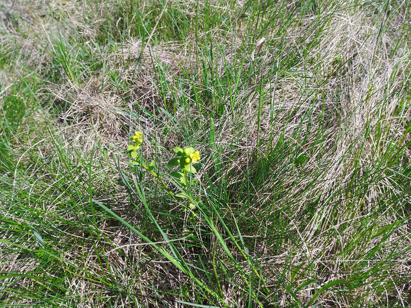 Fala przesilenia — Bild 1