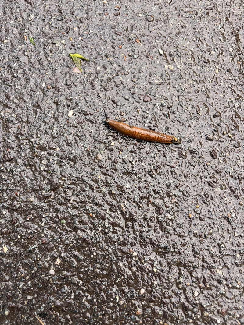 Brązowy pomrowik wielki pełże po mokrym asfalcie, sfotografowany z góry. Zwierzę jest w pełni widoczne.