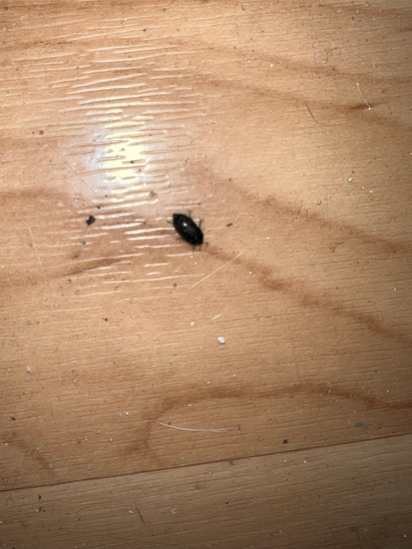 Mały szkodnik z gatunku skórnikowatych spaceruje po jasnej drewnianej podłodze. Owad jest bardzo mały i słabo widoczny.