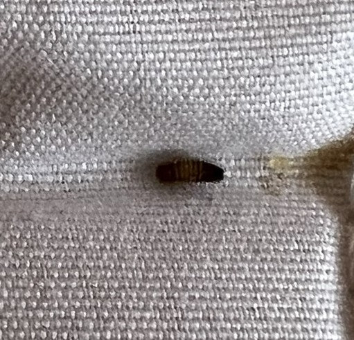 Na jasnej tkaninie widoczna jest brązowawa larwa skórka. Znajduje się ona w pozycji spoczynkowej.