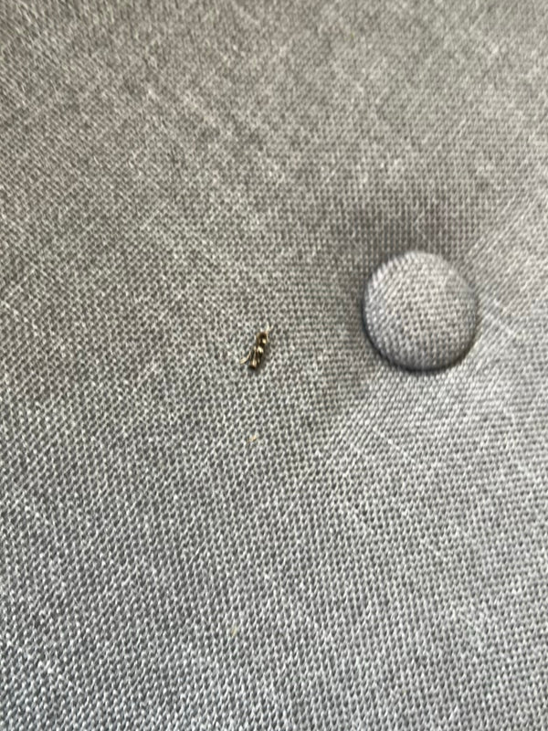 Mała larwa skórnika siedzi na szarej tapicerce.