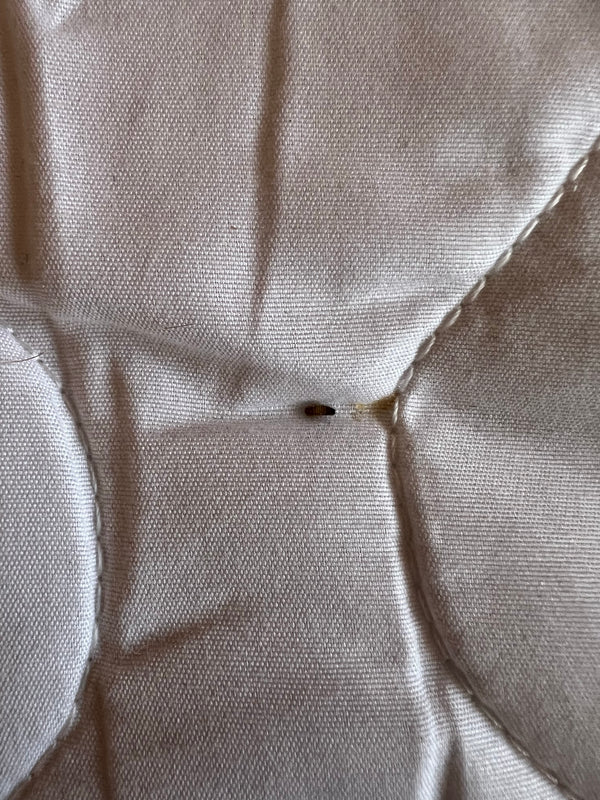 Na jasnym tle tekstylnym widoczna jest typowa larwa skórnika w brązowe paski. Owad spoczywa na materiale.