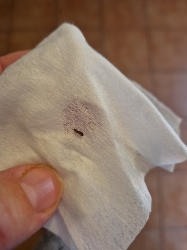 Mała, brązowa larwa skórnika leży na jasnej chusteczce. Owad jest wyraźnie widoczny i ma typową dla tej rodziny szczeciniastą strukturę.