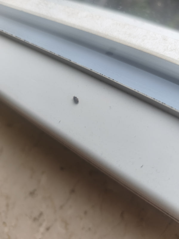 Mały skórnik siedzi na jasnym parapecie. Owad pozostaje nieruchomo na gładkiej powierzchni.