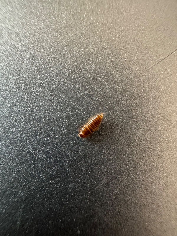 Brązowa, gęsto owłosiona larwa skórnika spoczywa na szarej, lekko chropowatej powierzchni.