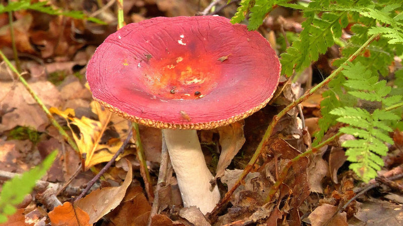 Spei-Täubling — zdjęcie 1 z 1