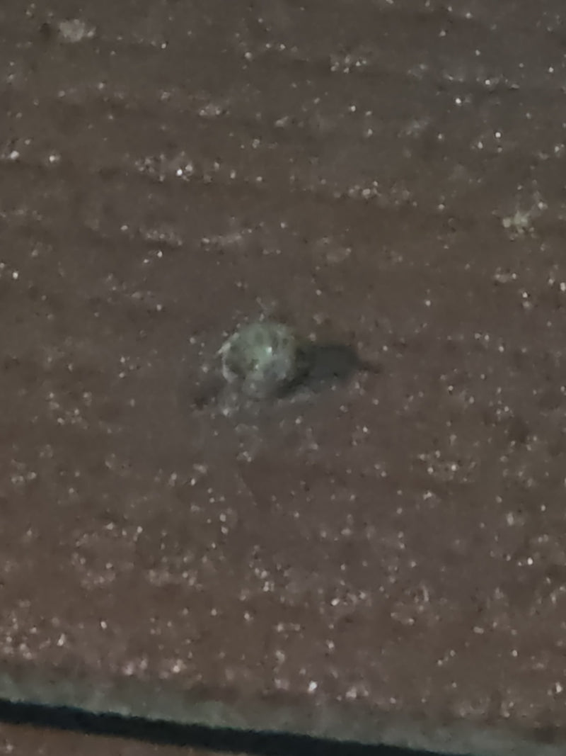 Pająki (zamów Araneae) — Bild 2