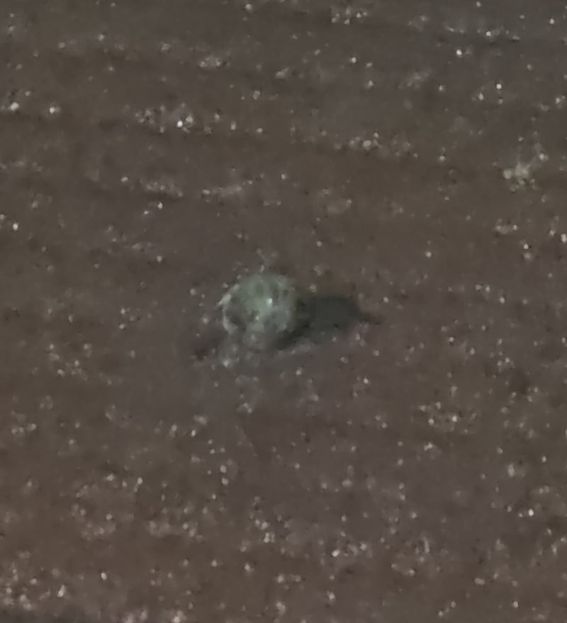 Pająki (zamów Araneae) — Bild 1