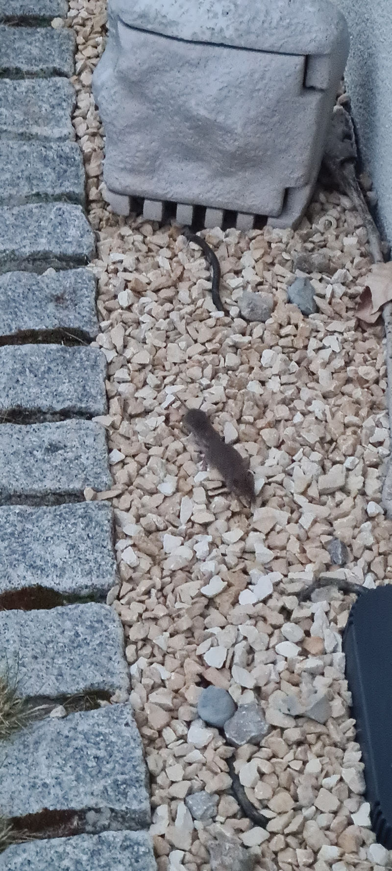 Ryjówka przechodzi po jasnym żwirku obok ułożonych kamieni. Mały ssak jest dobrze widoczny.