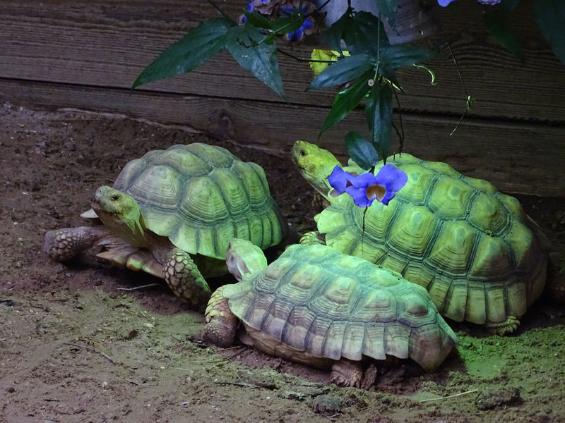 Spornschildkröte — Bild 1