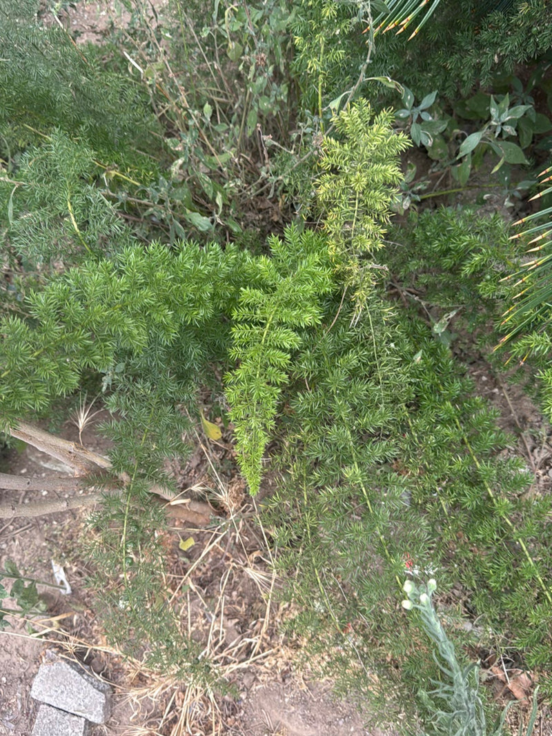 Szparagi Sprengera — Bild 2