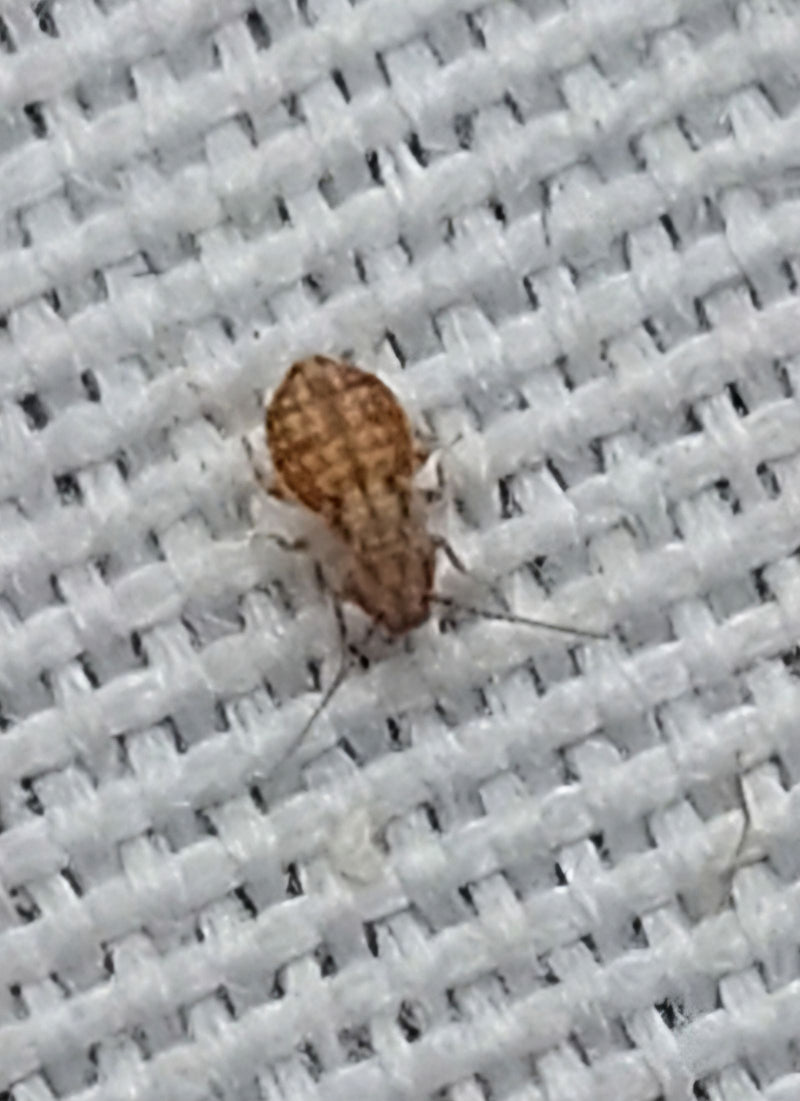 Wszy kurzu (rodzaj Lepinotus) — Bild 1