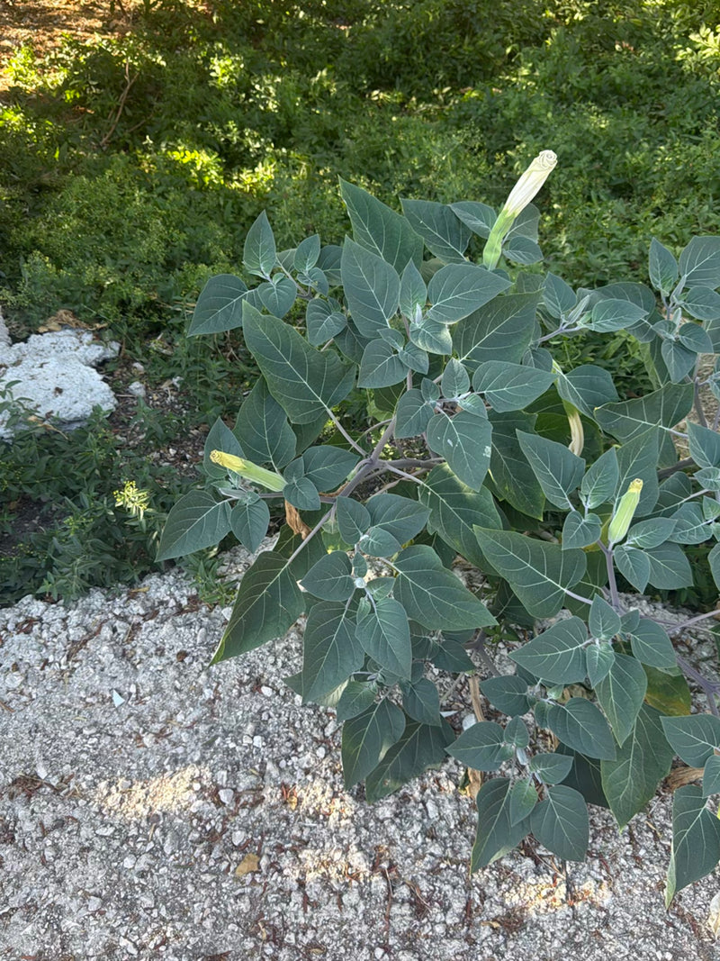 Datura pospolita — zdjęcie 2 z 9