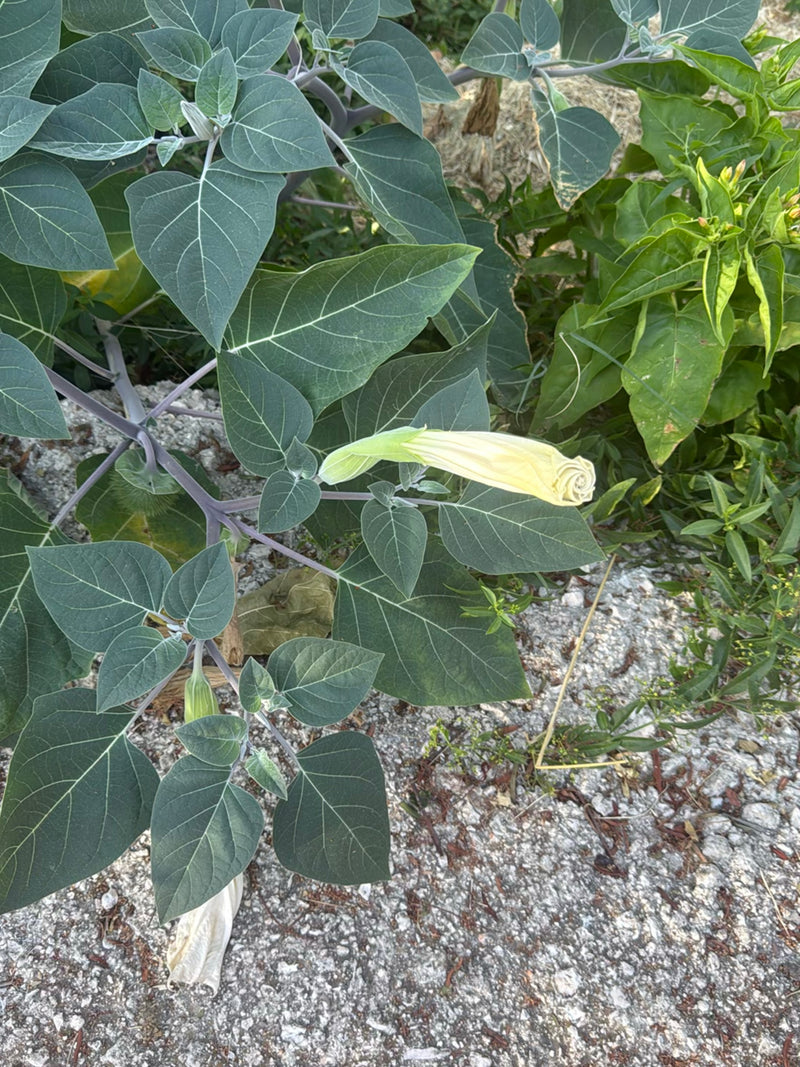 Datura pospolita — zdjęcie 3 z 9