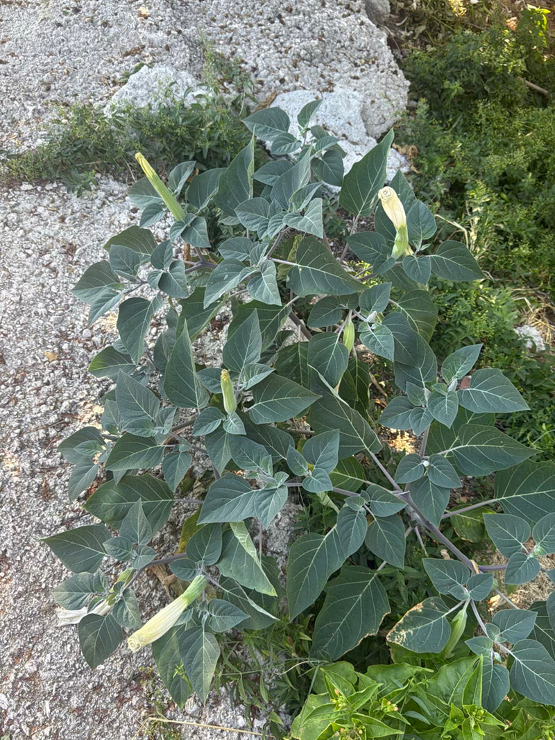Datura pospolita — zdjęcie 1 z 9
