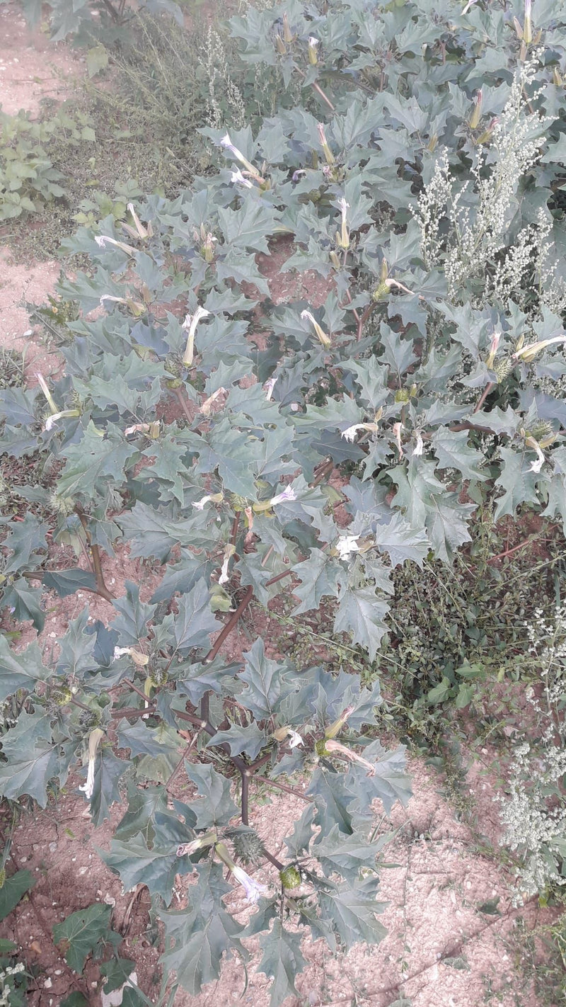 Datura pospolita — zdjęcie 5 z 9