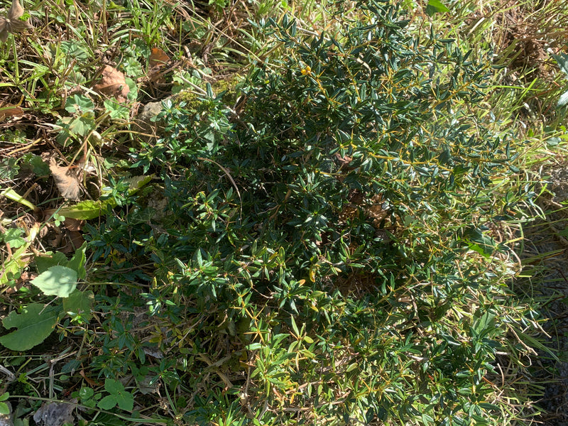 Stechender Mäusedorn — zdjęcie 1 z 1