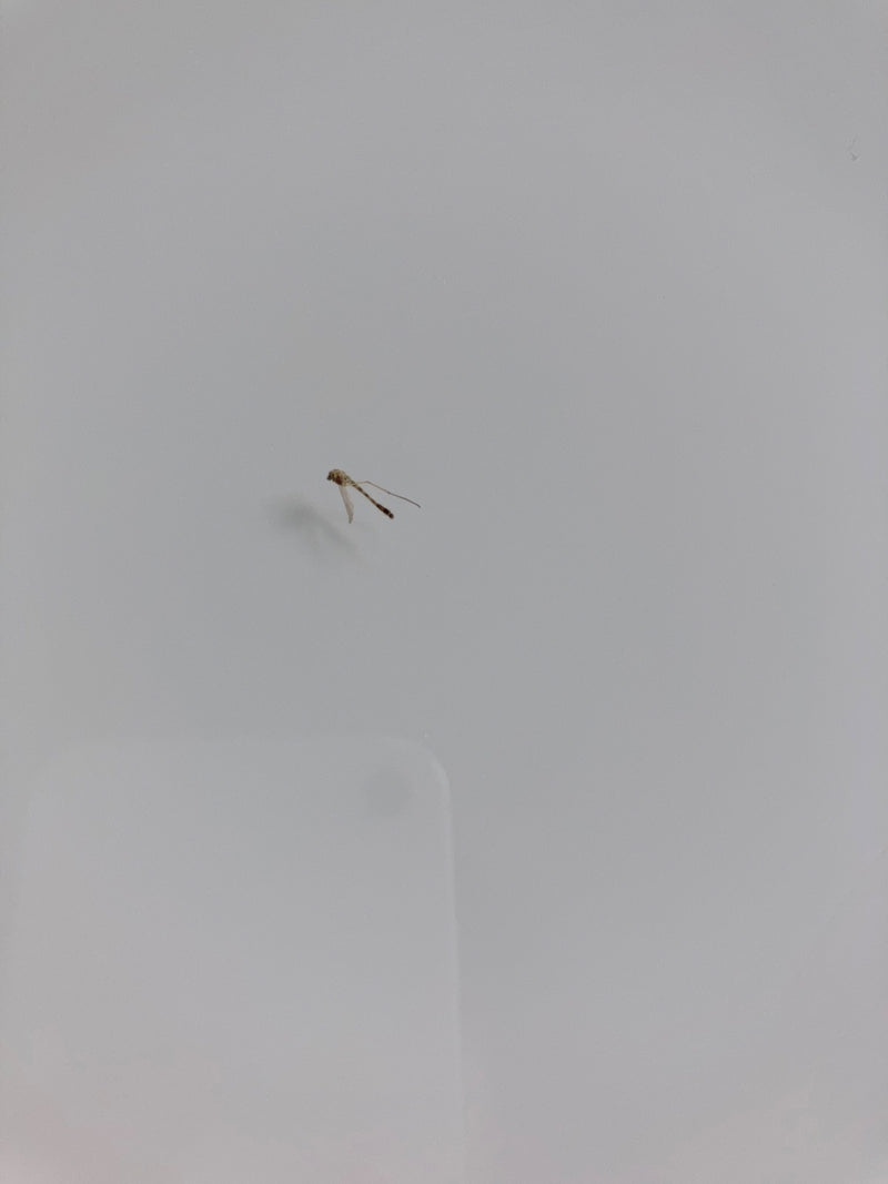 Zdjęcie przedstawia komara siedzącego na jasnej ścianie. Owad wydaje się stosunkowo mały w stosunku do kadru.
