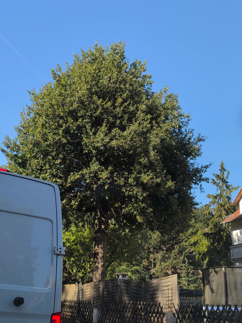 Wysoki dąb ostrolistny o gęstej, zaokrąglonej koronie za drewnianym płotem na tle bezchmurnego nieba.