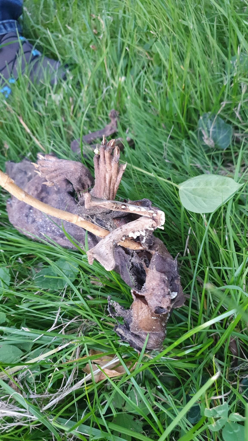 Zdjęcie przedstawia rozłożone lub zmumifikowane ciało kuna domowa w zielonej trawie. Wyraźnie widoczne są struktury kości i łapy.
