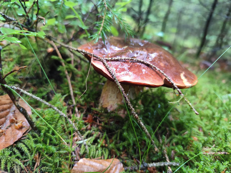 Steinpilz — Bild 2