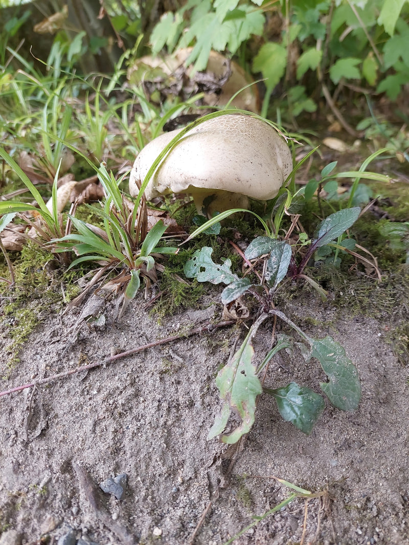 Steinpilz-Art (Boletus sp.) — zdjęcie 1 z 1