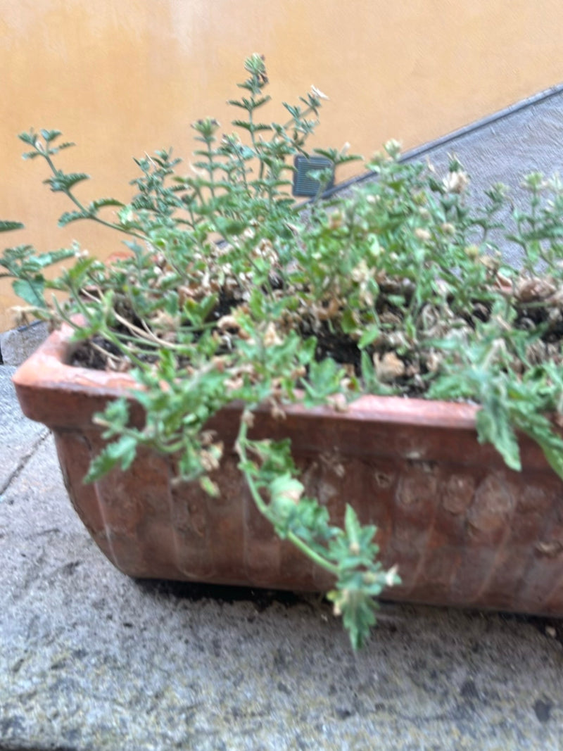 Stepowy niemiecki — Bild 2