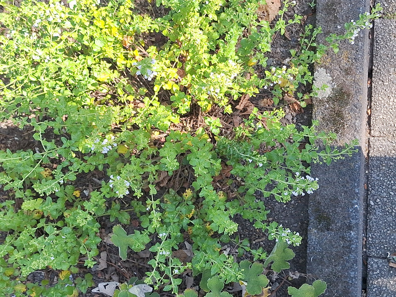 Stepowy niemiecki — Bild 2