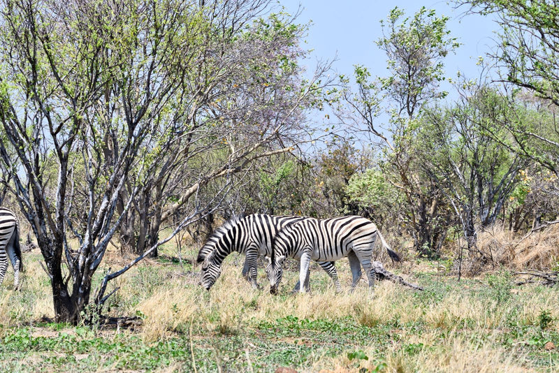 Steppenzebra — zdjęcie 1 z 1