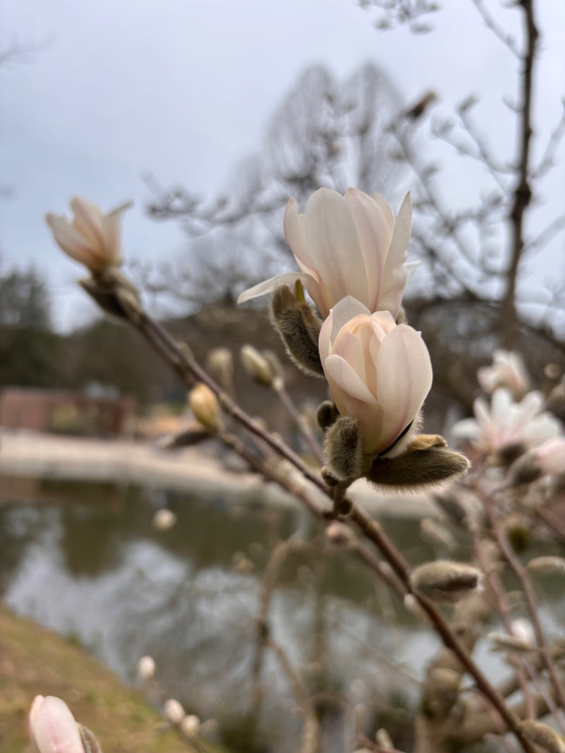 Gwiazda Magnolii — Bild 1